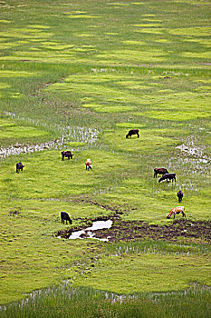 放牧,牛,香格里拉,中国