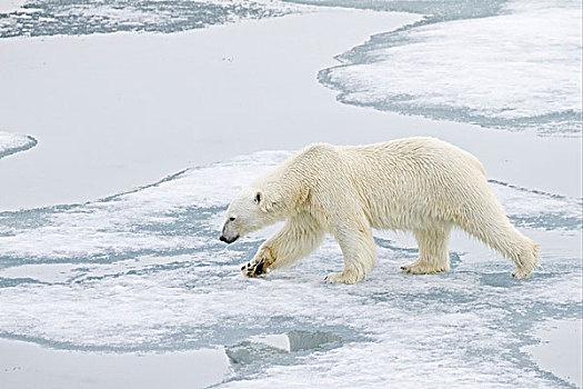 北极熊,成年,走,海冰,斯匹茨卑尔根岛,斯瓦尔巴特群岛,挪威,欧洲
