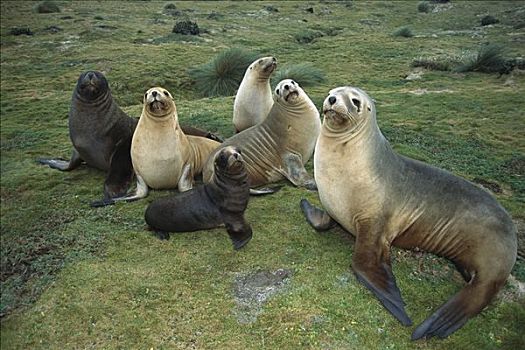 海狮,新西兰海狮,母牛,幼仔,互动,岛屿,奥克兰,新西兰