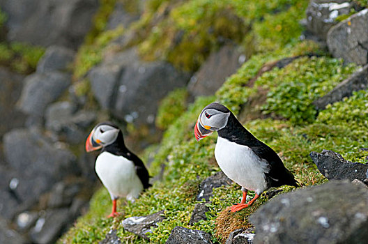挪威,斯瓦尔巴群岛,斯匹次卑尔根岛,大西洋角嘴海雀,角嘴海雀,北极,一对,成年,栖息,悬崖