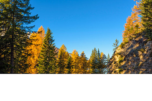 山路,秋天,维戈,白云岩,特兰提诺阿尔托阿迪杰,南蒂罗尔,意大利,欧洲