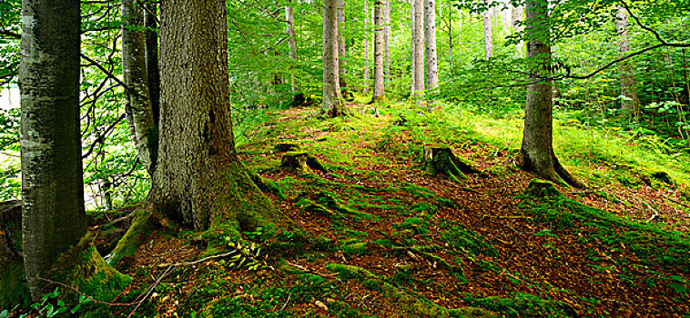 亲近自然,云杉,树林,阿尔卑斯山,巴伐利亚,德国