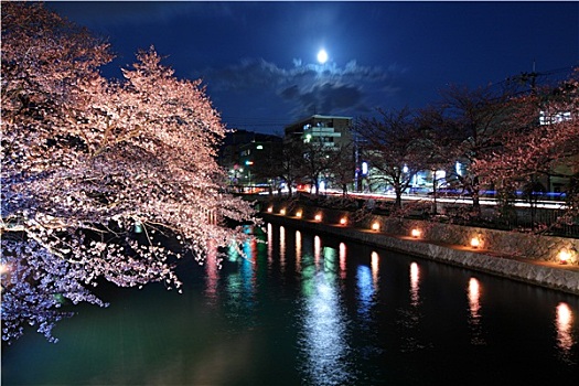琵琶湖,运河,樱花,夜晚