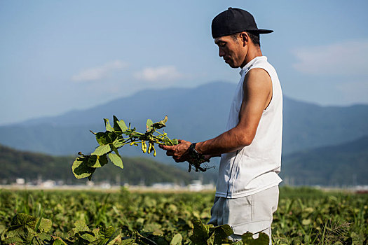 日本人,农民,戴着,黑色,帽,站立,地点,拿着,大豆,农作物