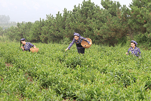 万亩茶园采茶忙