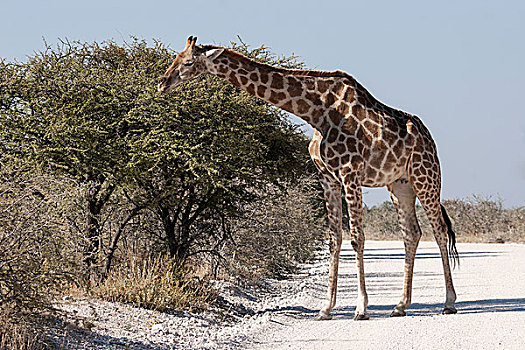 长颈鹿,进食,道路,埃托沙国家公园,纳米比亚,非洲