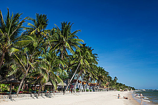 越南,美尼,海滩,棕榈树