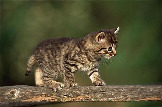 小猫,走,栅栏