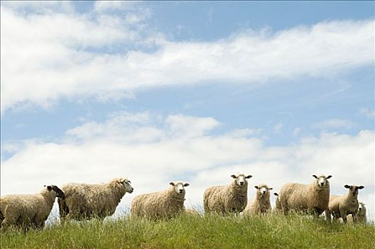 绵羊,站立,草场