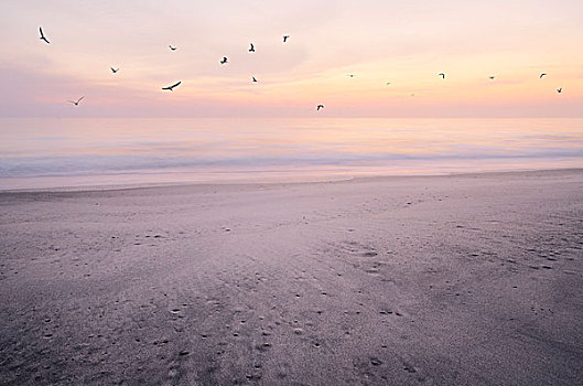 海鸥,飞跃,海滩,日出,佛罗里达,美国
