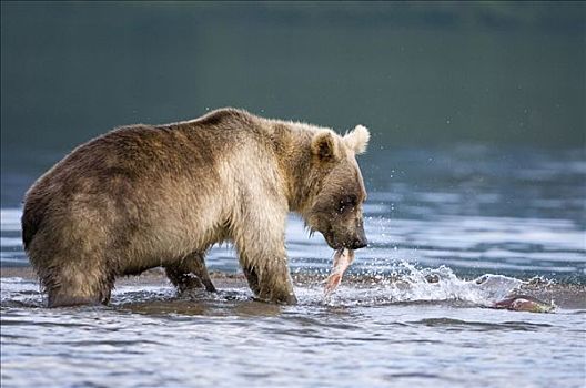 棕熊,块,三文鱼,堪察加半岛,俄罗斯