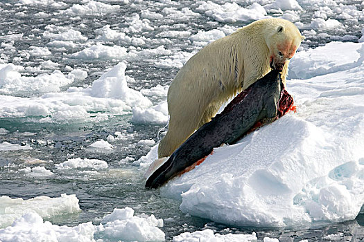 北极熊,拉拽,死,海豹,室外,水,斯瓦尔巴特群岛,挪威