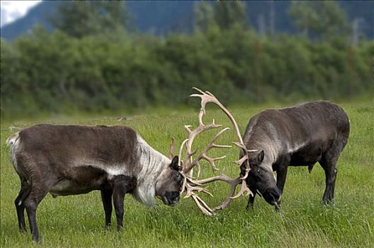 地面,北美驯鹿,争斗,季节,阿拉斯加野生动物保护中心,夏天,阿拉斯加
