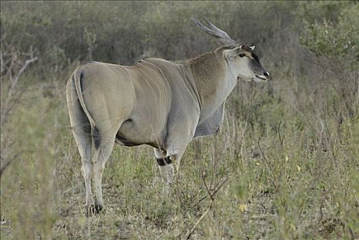 成年,雄性,普通,大羚羊,马赛马拉国家保护区,肯尼亚,非洲
