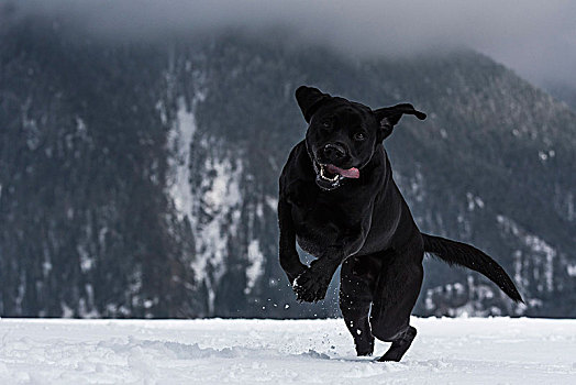 黑色拉布拉多犬,玩雪,山,背景