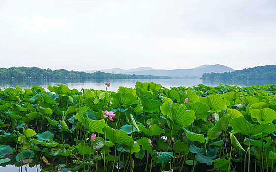 西湖荷花