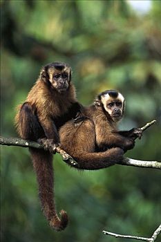 褐色,棕色卷尾猴,一对,修饰,树上,雾林,秘鲁