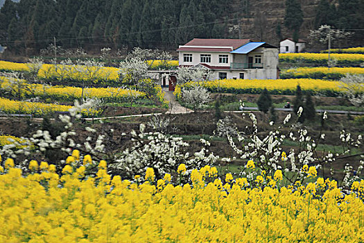 油菜花田