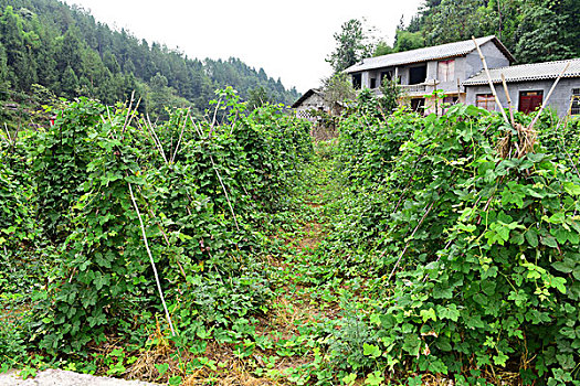 葛根种植