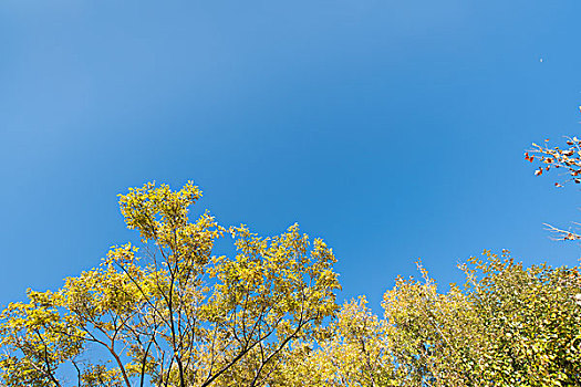 树枝与天空