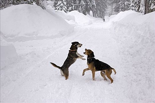 狗,玩,雪中,风暴
