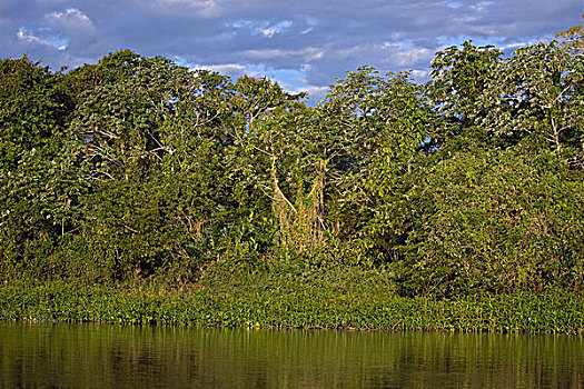 雨林,潘塔纳尔,巴西