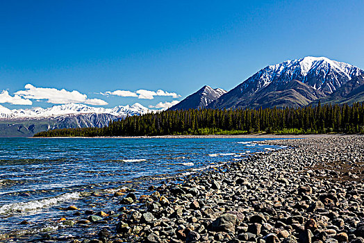 风景,海岸线,克卢恩湖,育空地区,加拿大,夏天