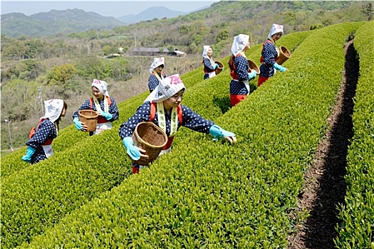 年轻,日本人,女人,收获,绿茶,叶子,山,茶园