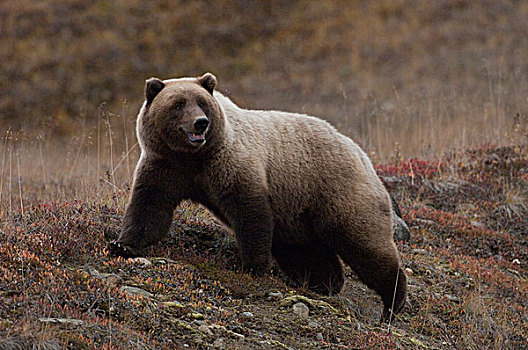 大灰熊,棕熊,苔原,阿拉斯加