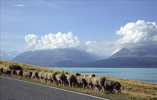 新西兰,绵羊,途中,靠近,湖