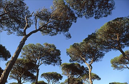 松树,树林,海岸,托斯卡纳,意大利
