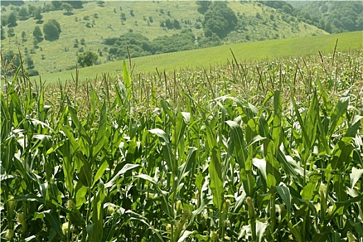 玉米,绿色,田园景色,户外