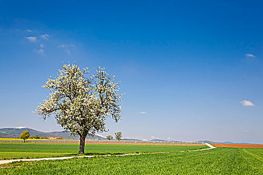 风景,花,果树,南方,普拉蒂纳特,莱茵兰普法尔茨州,德国,欧洲