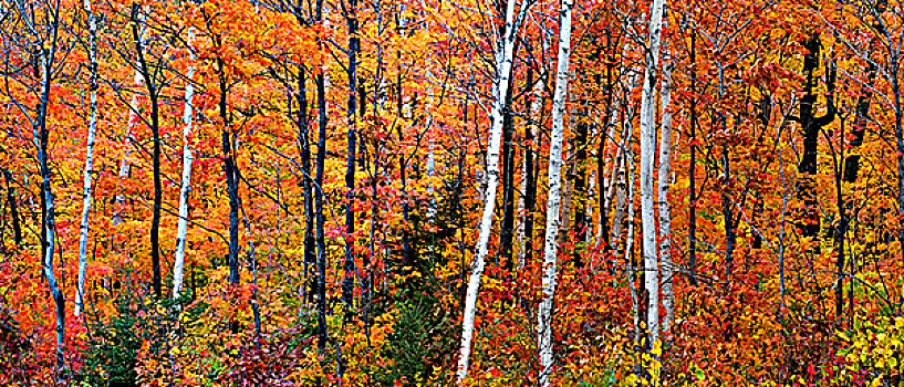 秋色,硬木,树林,安大略省,加拿大