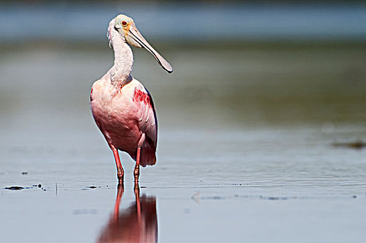 粉红琵鹭,萨尼伯尔岛,佛罗里达