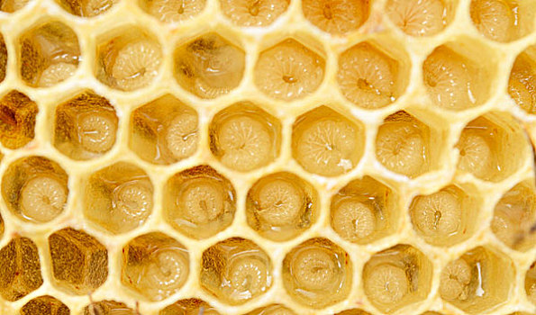 蜡,蜂巢,蜜蜂,意大利蜂,幼体,5-9岁,白天,胶冻