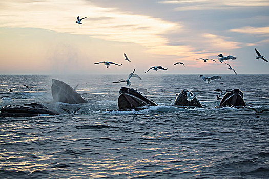 驼背鲸,大翅鲸属,鲸鱼,鸟群,表面,水,日落,马萨诸塞,美国