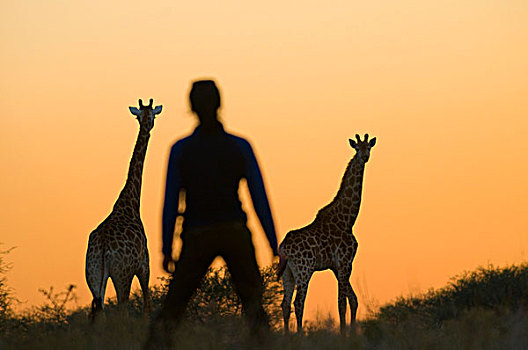 剪影,女人,长颈鹿,动物园,林波波河,南非,非洲