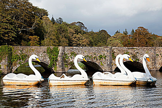 桨轮船,形状,天鹅,韦斯特波特,梅奥县,爱尔兰