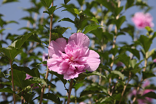 特写花