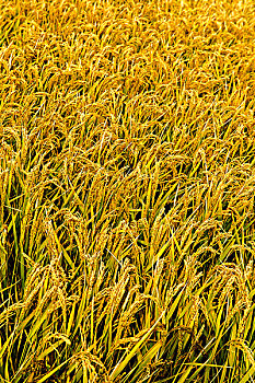 红海滩稻田