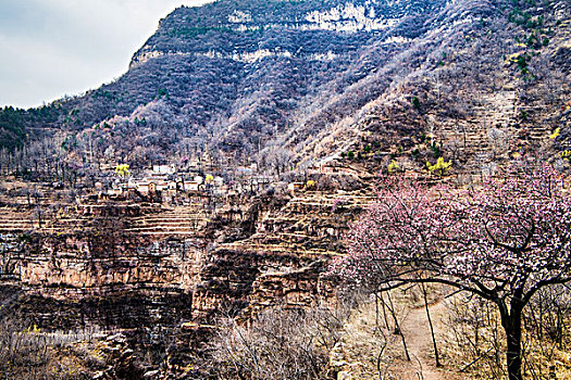 太行山,山村,悬崖,民居,杏花,春天