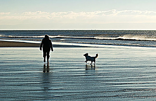 威尔士,格拉摩根,一个人,走,狗,海滩,湾