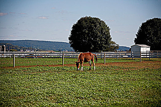 马,放牧,土地,农场,兰卡斯特,宾夕法尼亚,美国