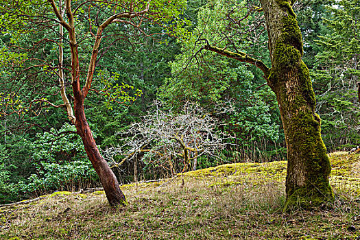 橡树,杨梅属,树,山,盐春岛,不列颠哥伦比亚省,加拿大