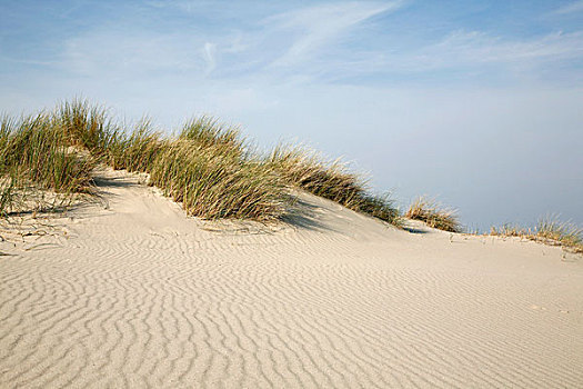 沙丘,滨草,荷兰
