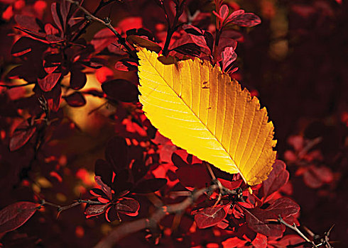 一个,金箔,红色,灌木,艾伯塔省,加拿大
