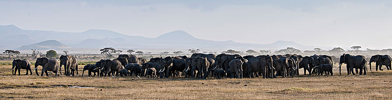 非洲大象044