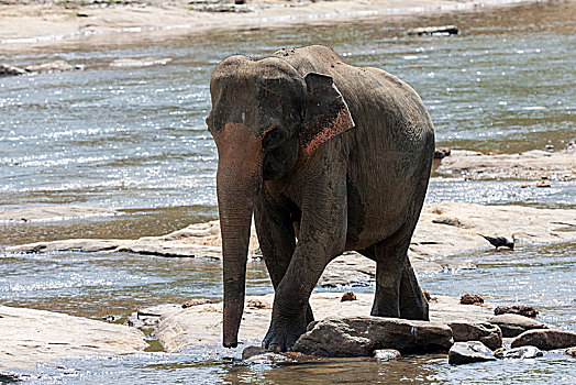 亚洲,亚洲象,象属,浴,河,大象,动物收容院,中央省,斯里兰卡