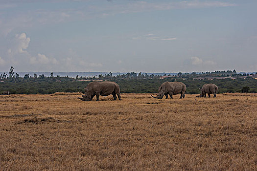 肯尼亚山白犀牛